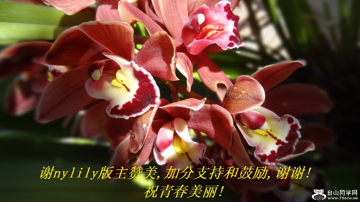 谢nylily版主赞美,加分支持和鼓励,谢谢!祝青春美丽!.jpg