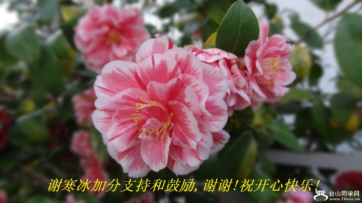 谢寒冰加分支持和鼓励,谢谢!祝开心快乐!.jpg