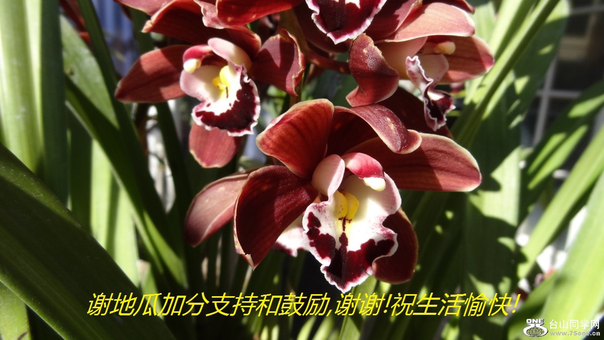 谢地瓜加分支持和鼓励,谢谢!祝生活愉快!.jpg