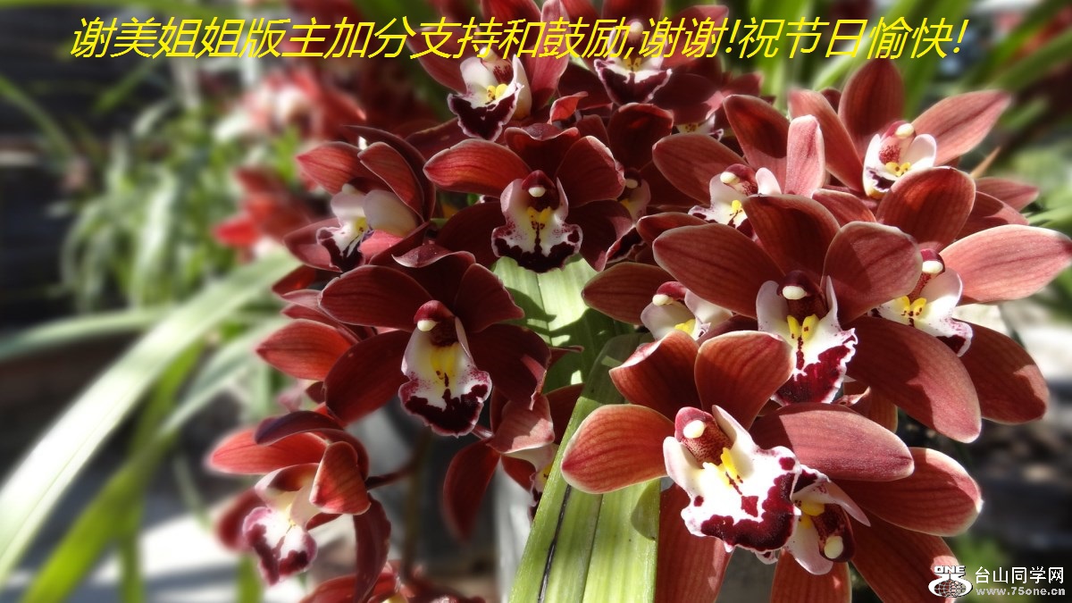 谢美姐姐版主加分支持和鼓励,谢谢!祝节日愉快!.jpg
