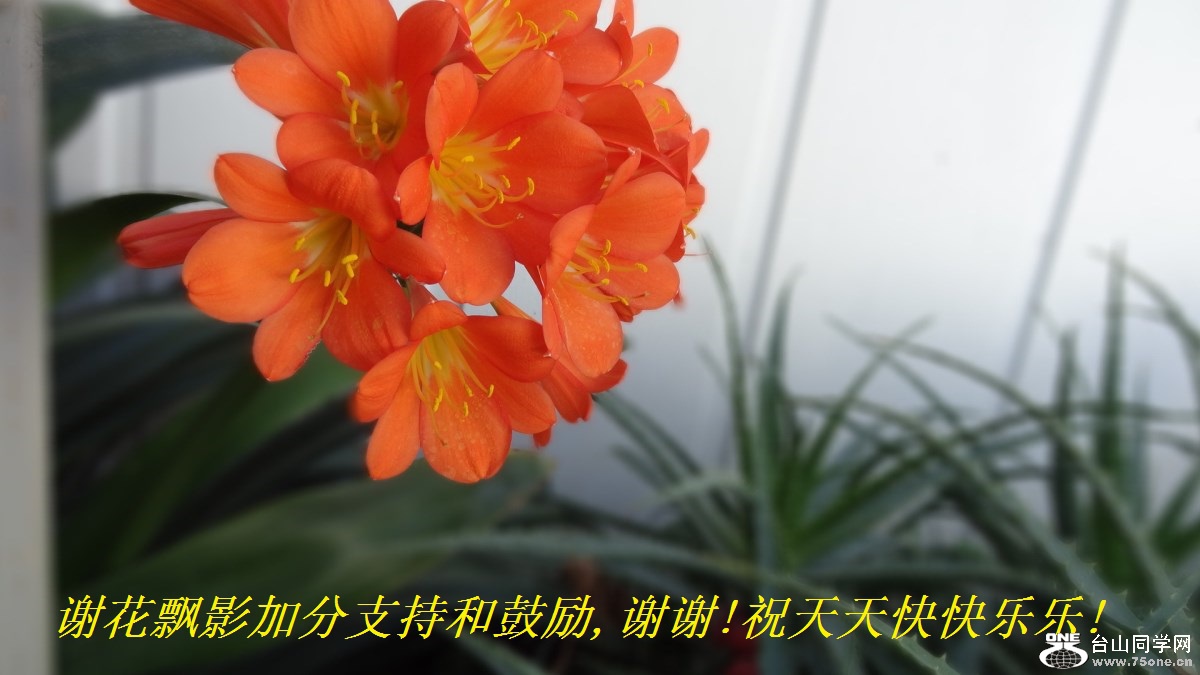 谢花飘影加分支持和鼓励,谢谢!祝天天快快乐乐!.jpg