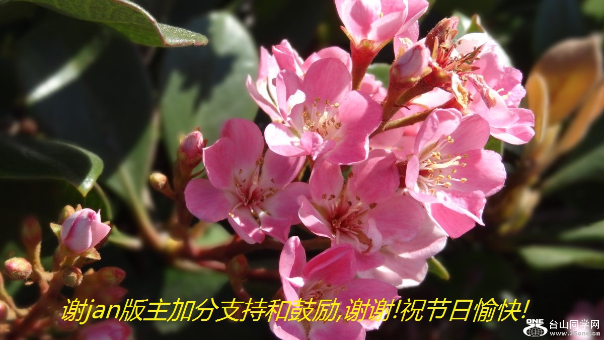 谢jan版主加分支持和鼓励,谢谢!祝节日愉快!.jpg