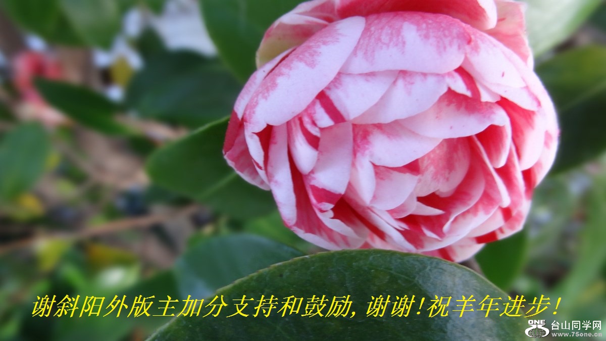 谢斜阳外版主加分支持和鼓励,谢谢!祝羊年进步!.jpg