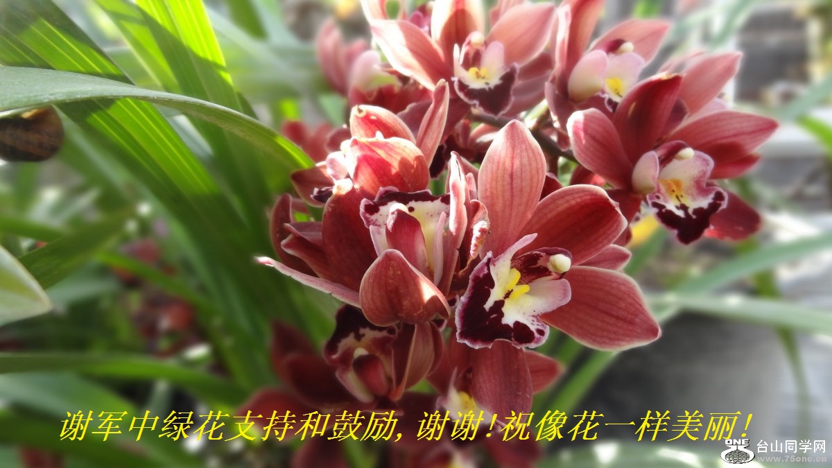 谢军中绿花支持和鼓励,谢谢!祝像花一样美丽!.jpg