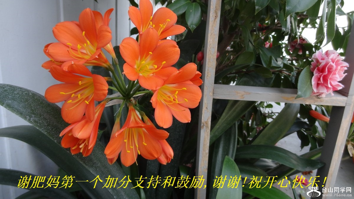 谢肥妈第一个加分支持和鼓励,谢谢!祝开心快乐!.jpg