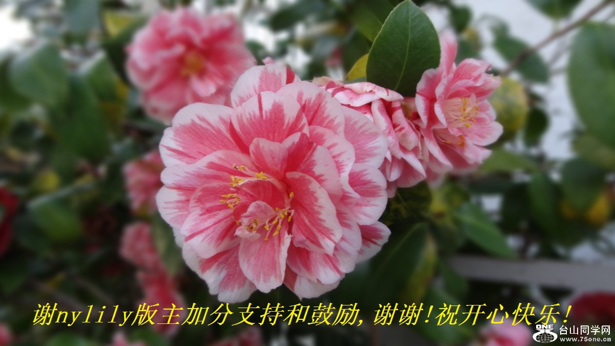 谢nylily版主加分支持和鼓励,谢谢!祝开心快乐!.jpg