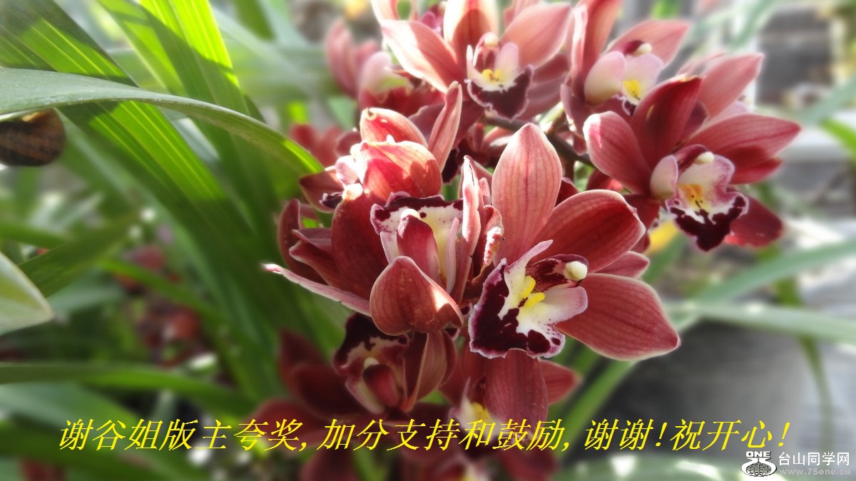 谢谷姐版主夸奖,加分支持和鼓励,谢谢!祝开心!.jpg
