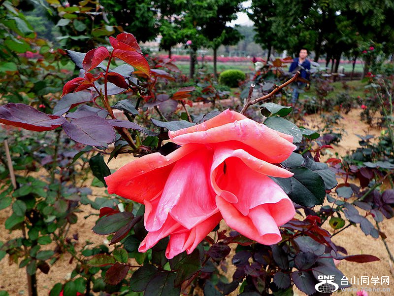 DSCF3470.jpg