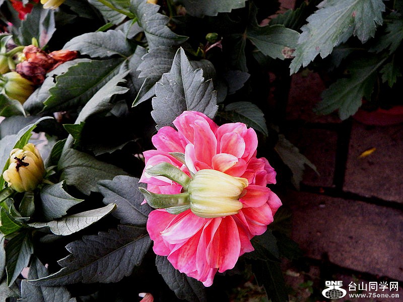 DSCF3528.jpg