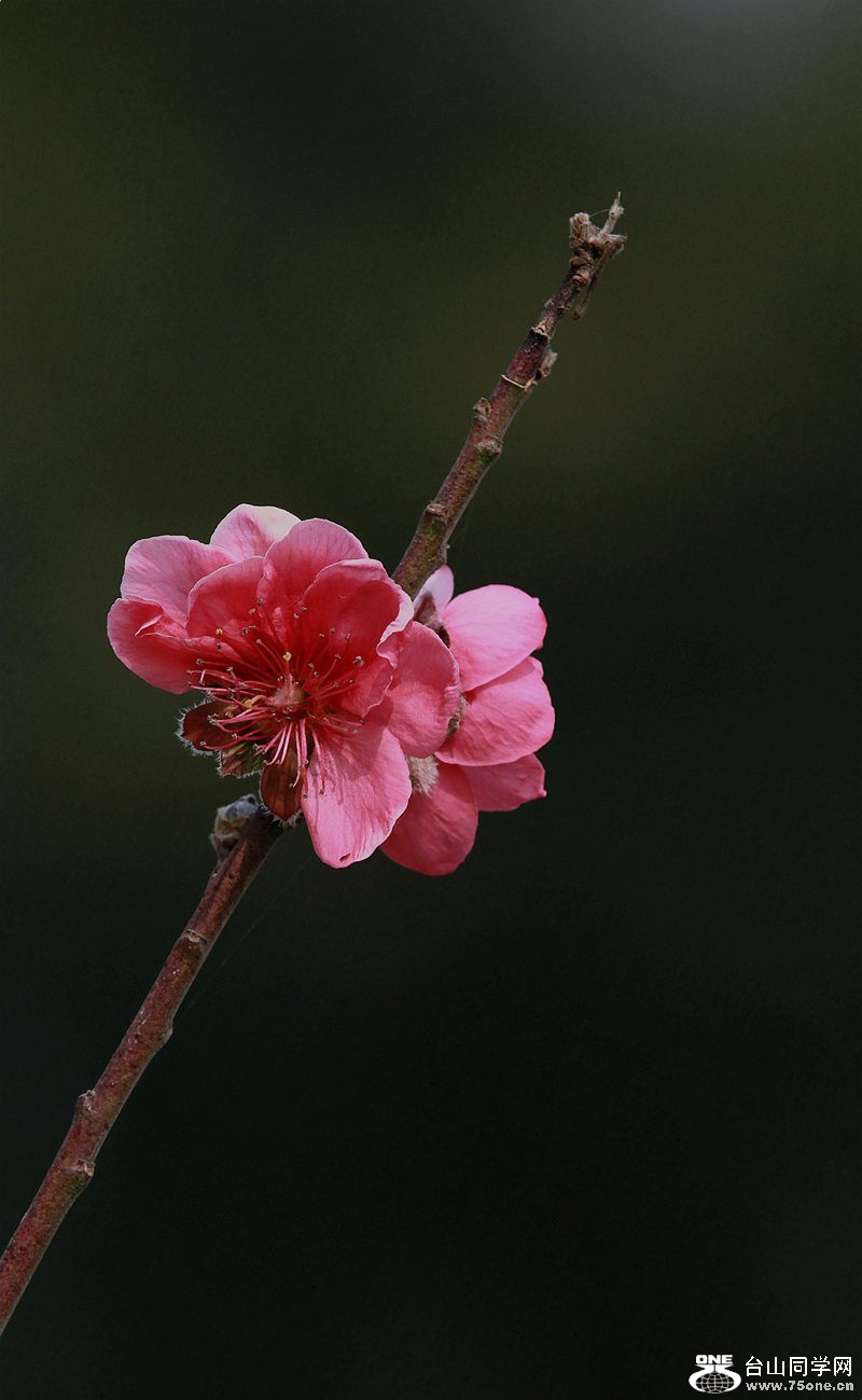 IMG_7755.JPG