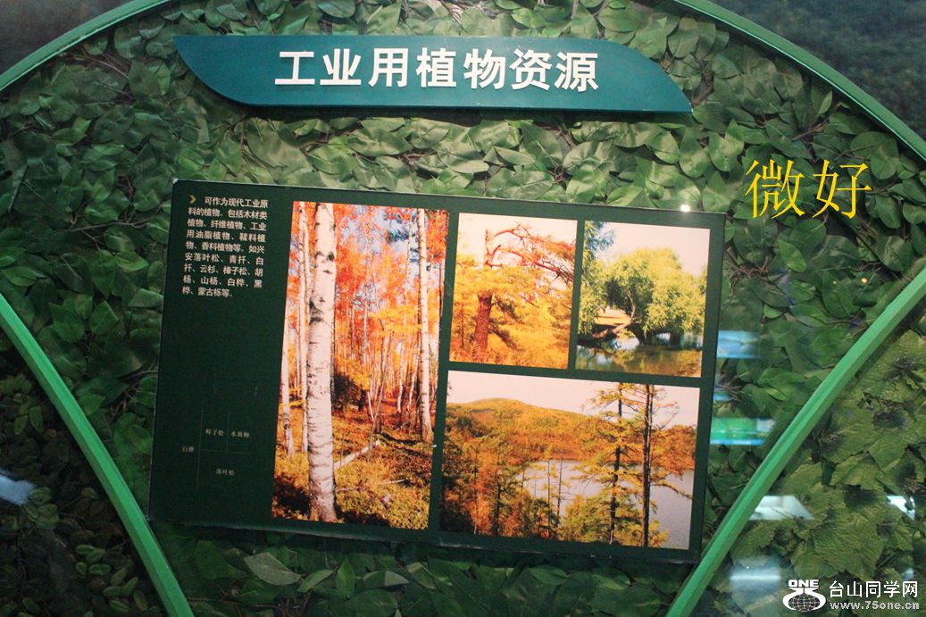 IMG_4787_.jpg