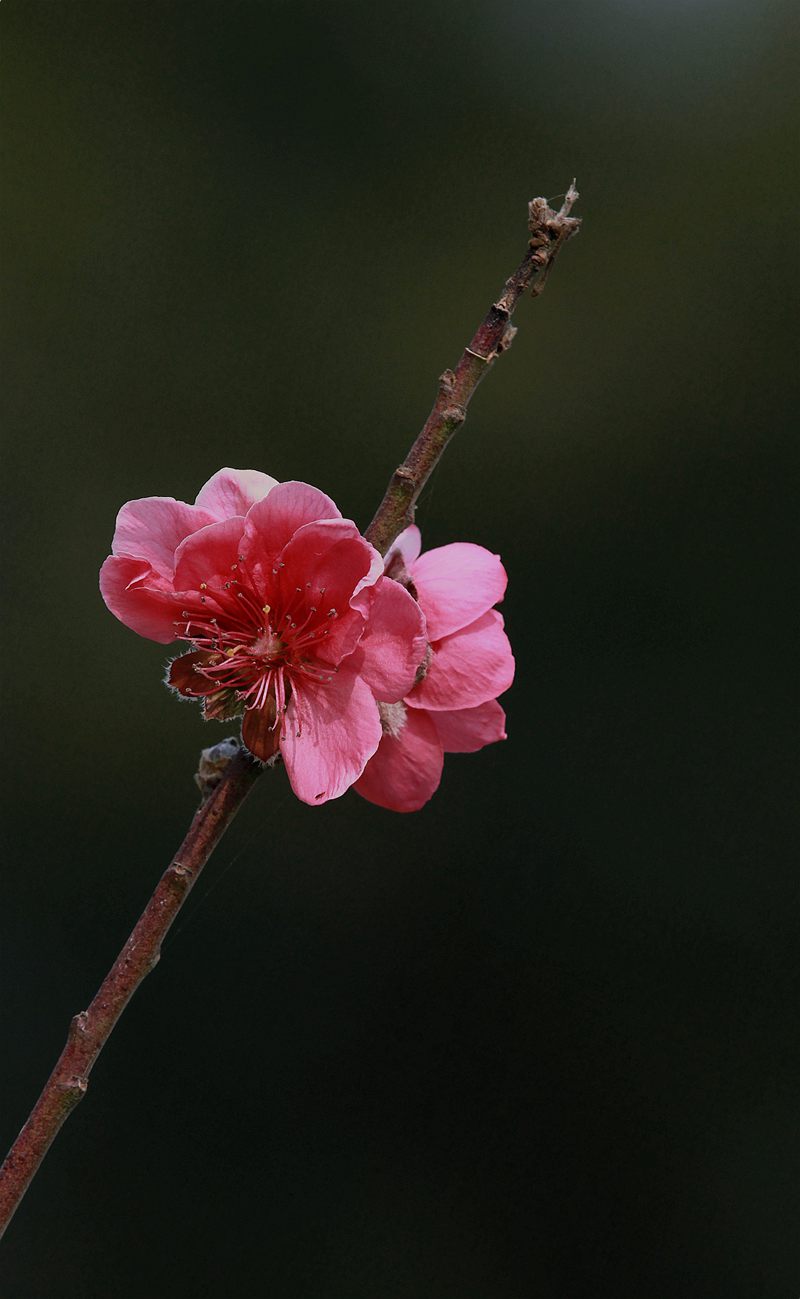 IMG_7755.JPG