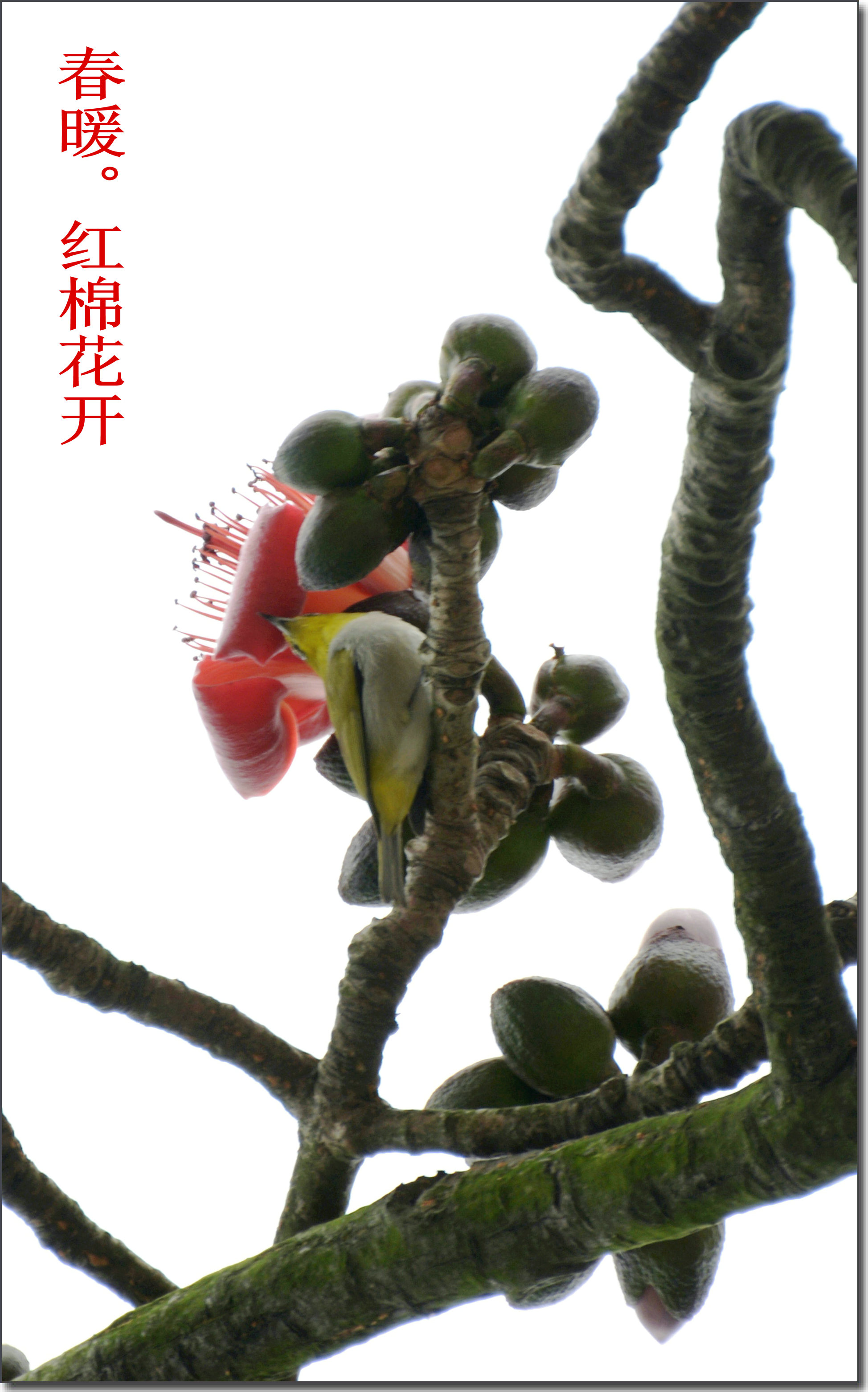 DSC_4363_����.JPG