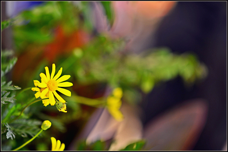 DSC_5672.jpg