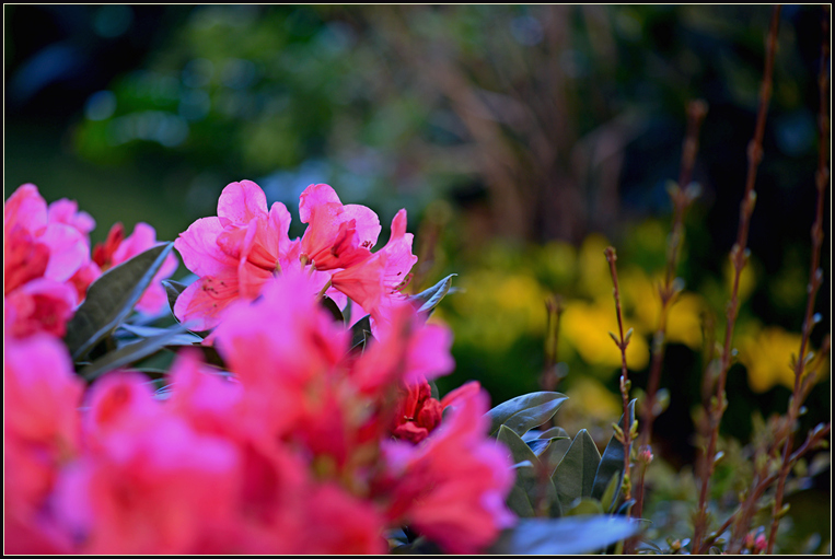 DSC_5661.jpg