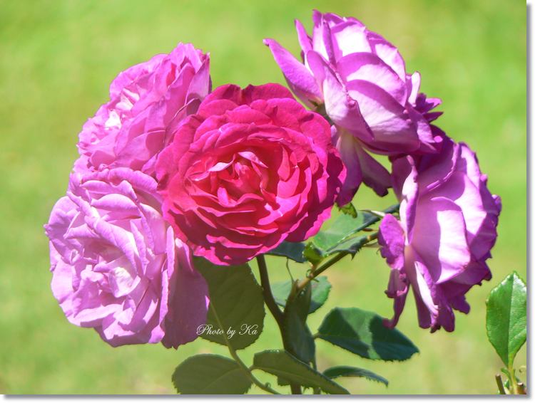 Flowers 15-02-15 213.jpg