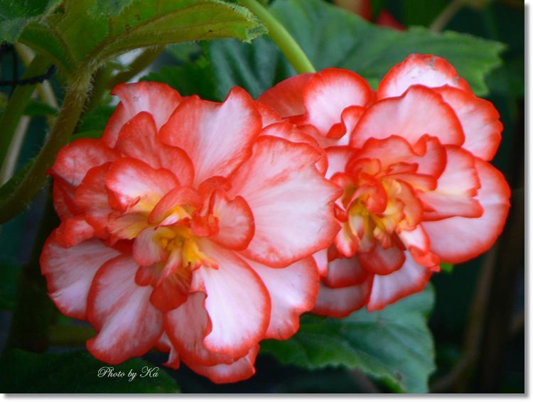 Flowers 13--03--14 135.jpg