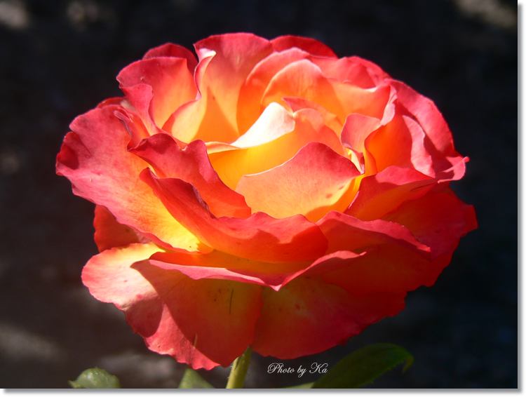 Flowers 15-02-15 274.jpg