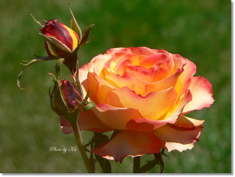 Flowers 15-02-15 280.jpg