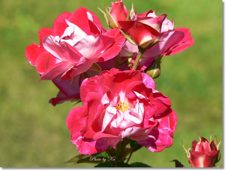 Flowers 15-02-15 322.jpg