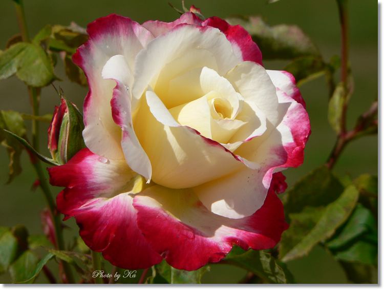 Flowers 08-03-15 531.jpg