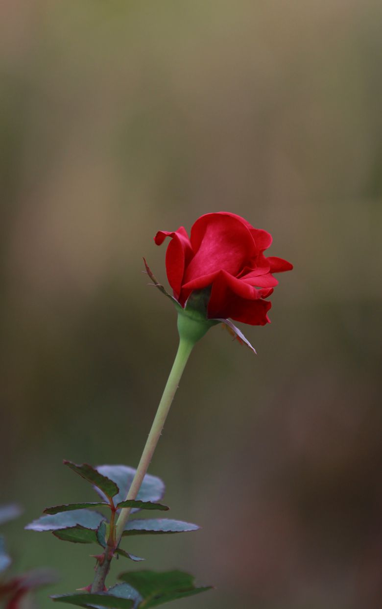 IMG_8010_副本_副本.jpg