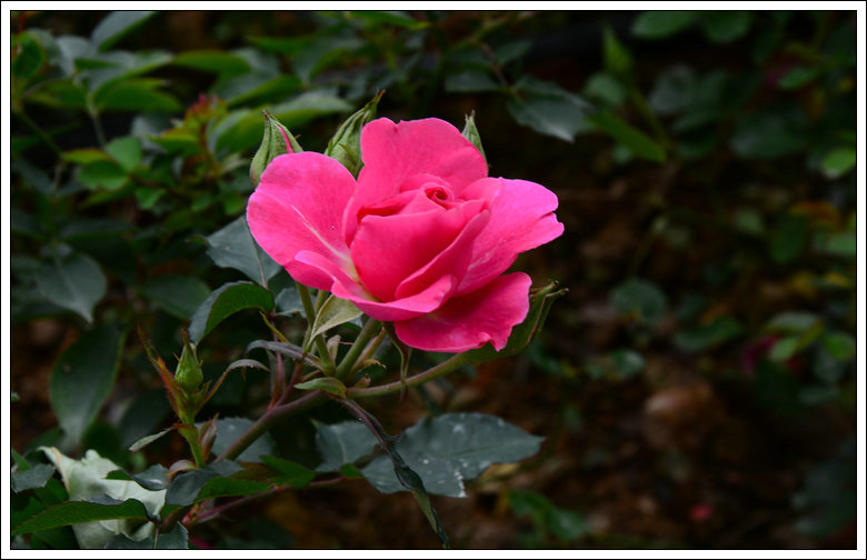 DSC_4124_1.JPG