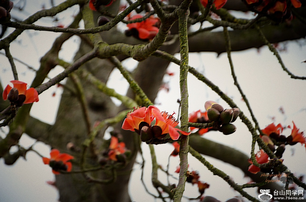 DSC_6960.jpg