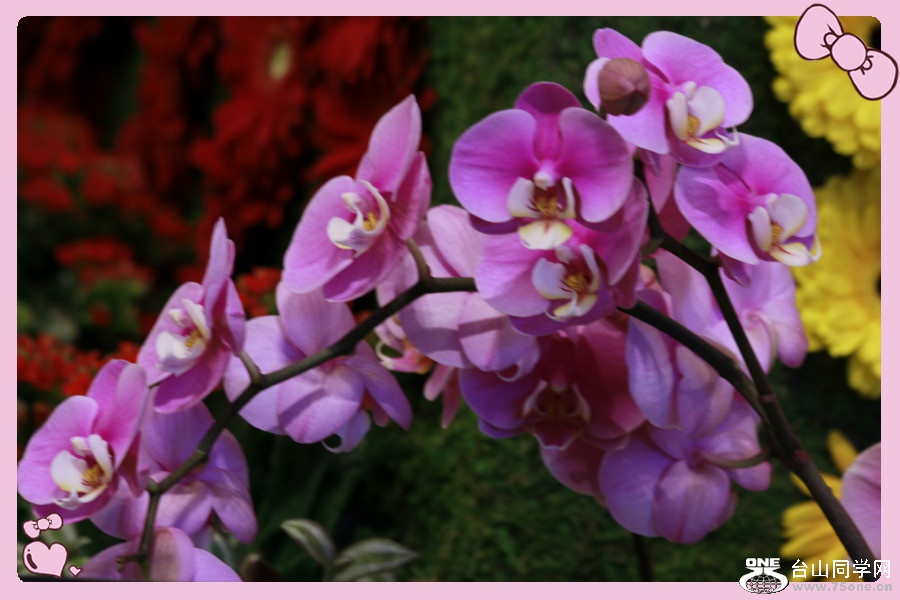 _MG_2046_meitu_7.jpg
