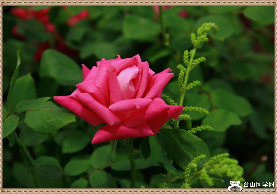 _MG_1816_meitu_59.jpg