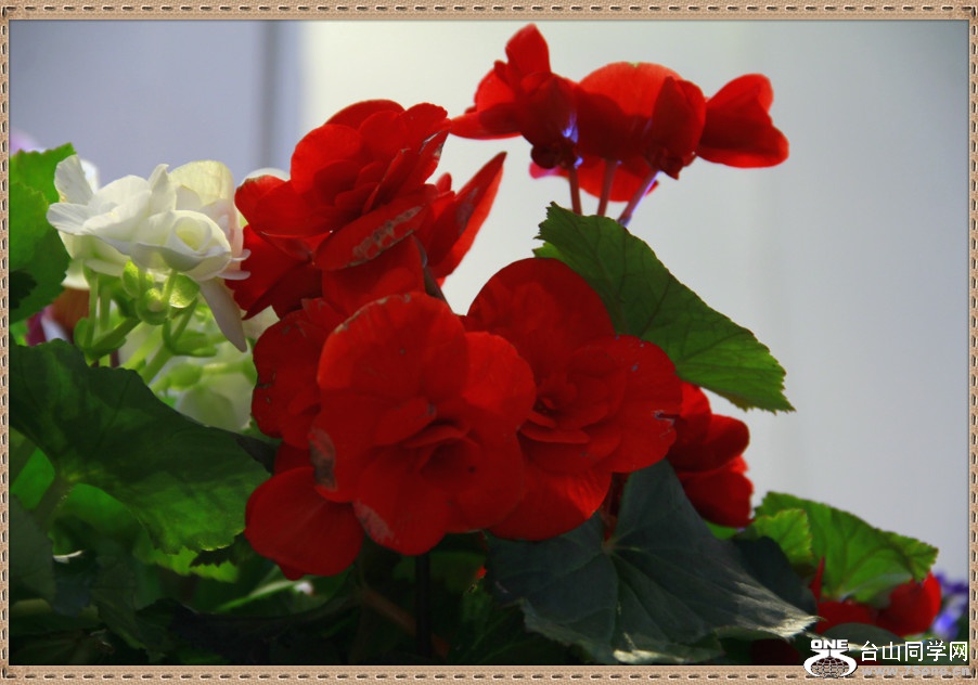 _MG_1826_meitu_63.jpg