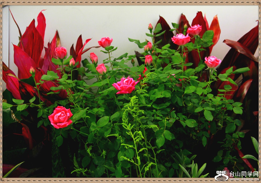 _MG_1812_meitu_56.jpg