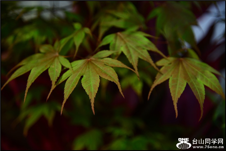 DSC_9352.jpg