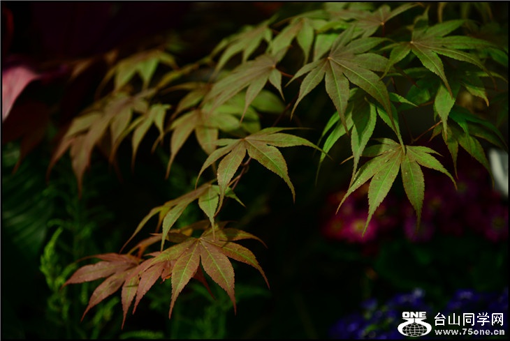 DSC_9349.jpg