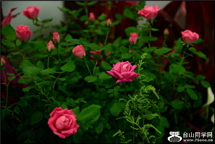 DSC_9340.jpg