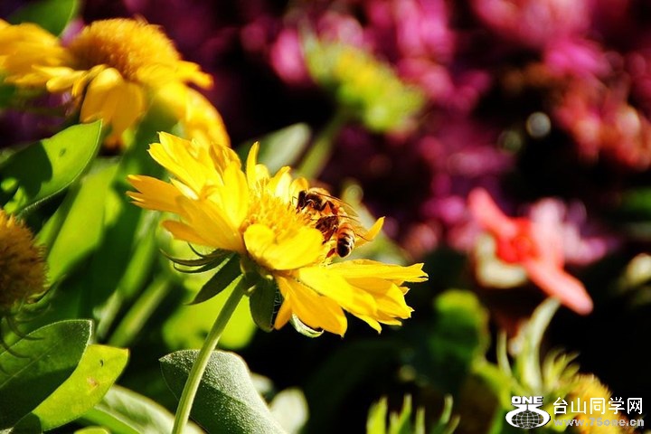 2ce03b7309f14b8bbfd47a2d01816675_720_0_max_JPG.jpg