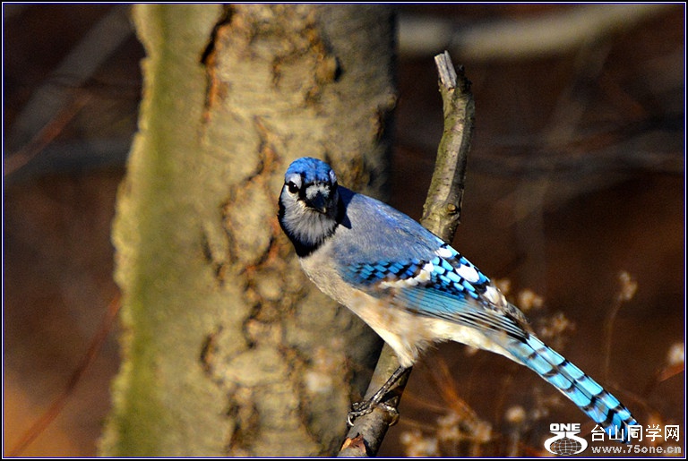 DSC_7643.jpg