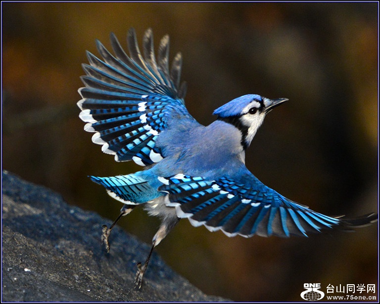 DSC_7767-2.jpg