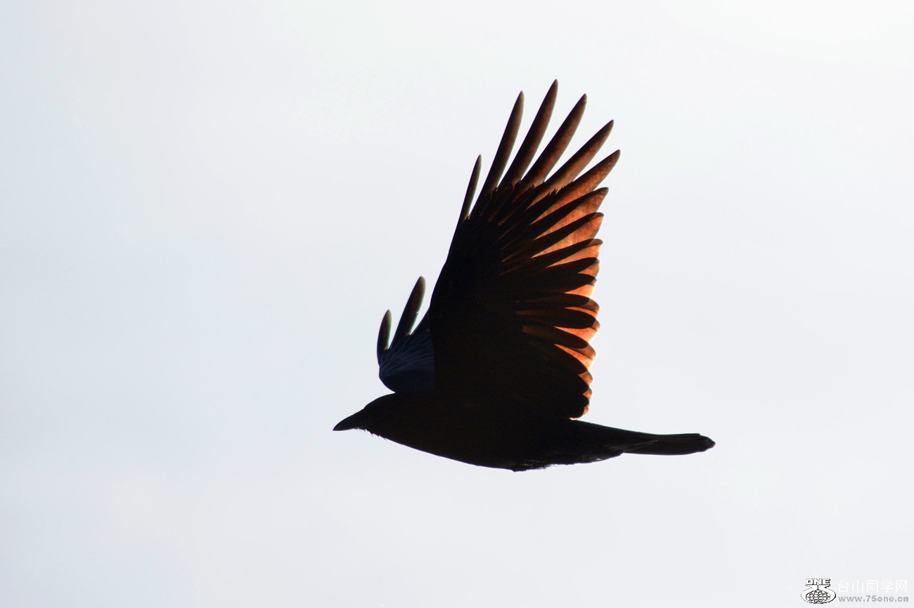 DSC_7806_4.jpg