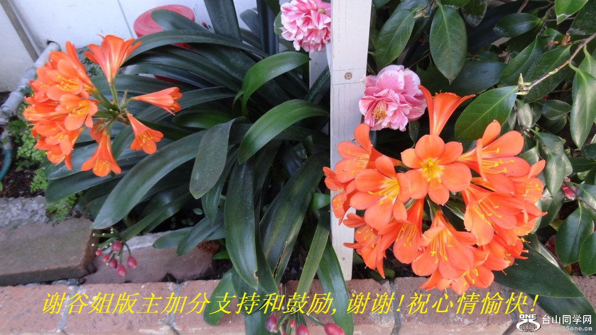 谢谷姐版主加分支持和鼓励,谢谢!祝心情愉快!.jpg