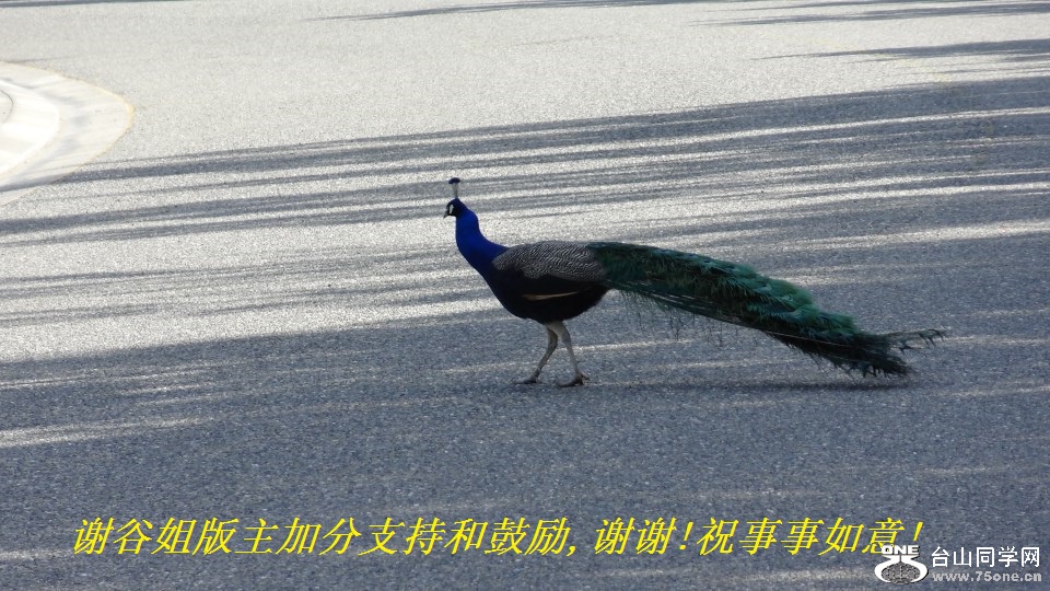 谢谷姐版主加分支持和鼓励,谢谢!祝事事如意!.jpg