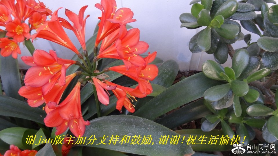 谢jan版主加分支持和鼓励,谢谢!祝生活愉快!.jpg