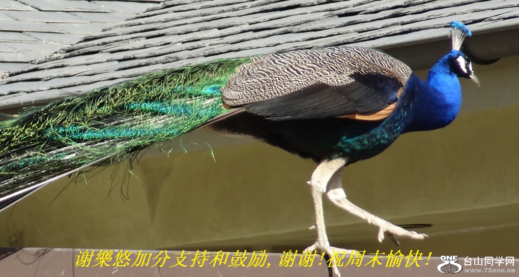 谢樂悠加分支持和鼓励,谢谢!祝周末愉快!.jpg