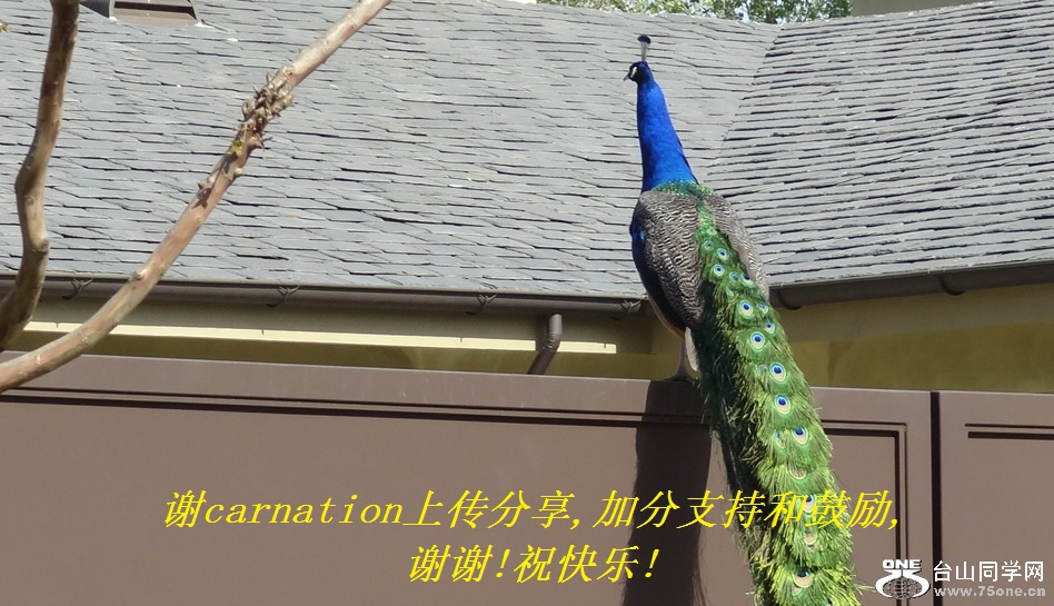 谢carnation上传分享,加分支持和鼓励,谢谢!祝快乐!.jpg