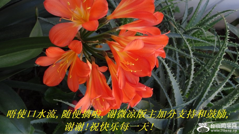 唔使口水流,随便摘啦,.jpg