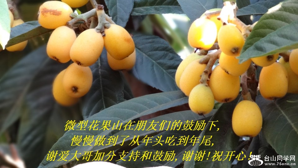 微型花果山在朋友们的鼓励下,慢慢做到了从年头吃到年尾,谢爱大哥加分支持和鼓励,谢谢!祝开心!.jpg