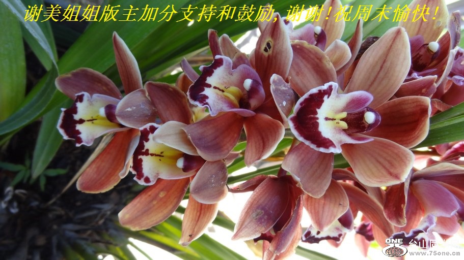 谢美姐姐版主加分支持和鼓励,谢谢!祝周末愉快!.jpg
