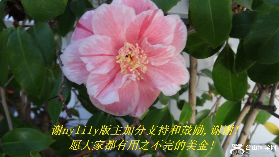 谢nylily版主加分支持和鼓励,谢谢!愿大家都有用之不完的美金!.jpg