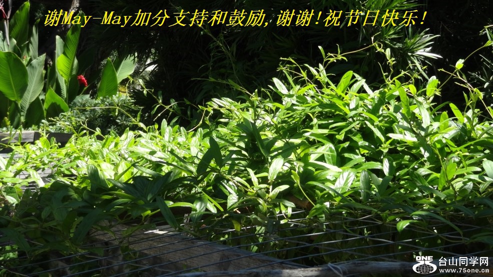 谢May-May加分支持和鼓励,谢谢!祝节日快乐!.jpg