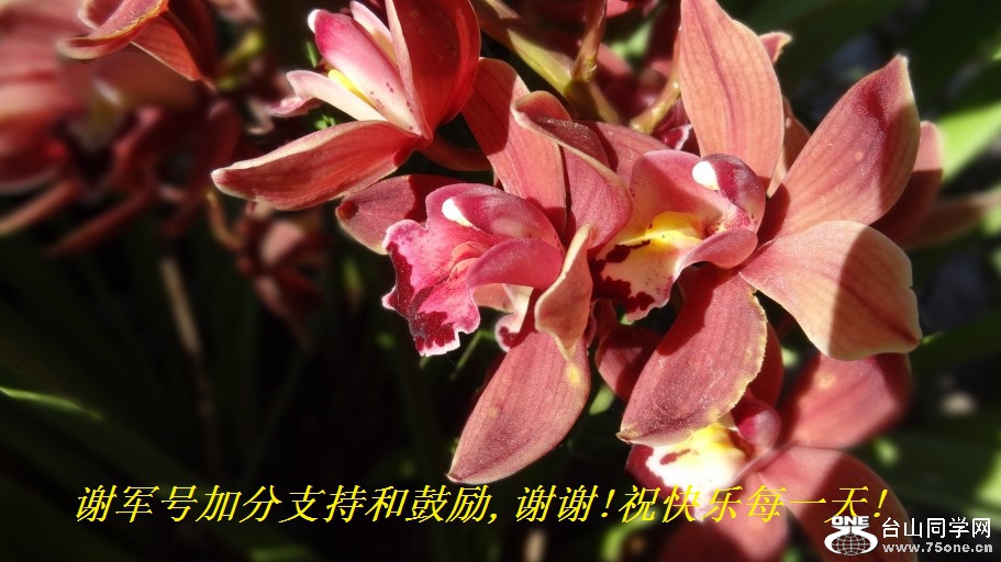 谢军号加分支持和鼓励,谢谢!祝快乐每一天!.jpg